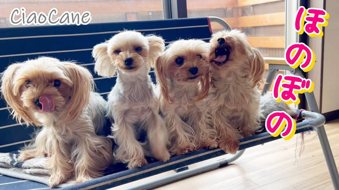 今日もほのぼのチャオハウス【ヨークシャーテリア専門犬舎チャオカーネ】