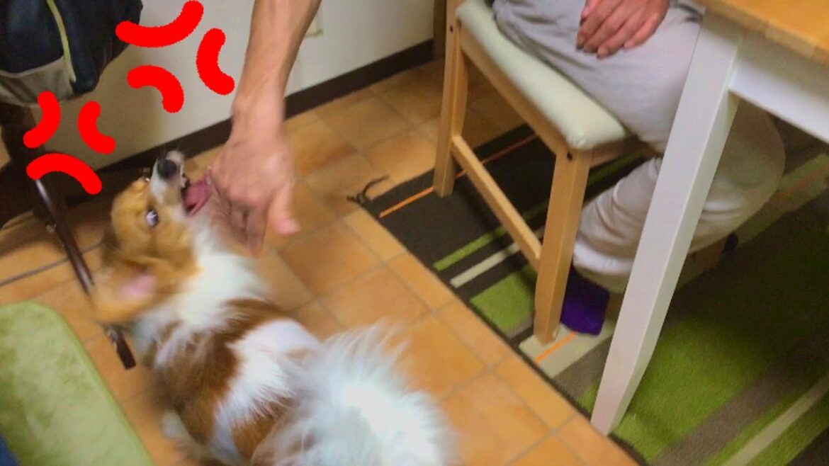 【これぞCrazy】 初対面の人にまさかの"噛み"対応【パピヨン】
