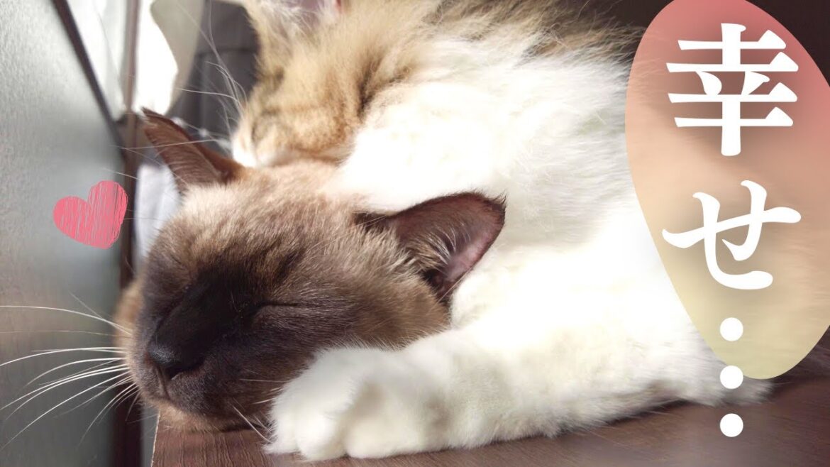 【癒し】仲良しすぎて一緒にお昼寝したい保護猫&美人猫が可愛い…【シャム猫/シャムミックス・ノルウェージャンフォレストキャット】 【癒し】仲良しすぎて一緒にお昼寝したい保護猫&美人猫が可愛い…【シャム猫/シャムミックス・ノルウェージャンフォレストキャット】