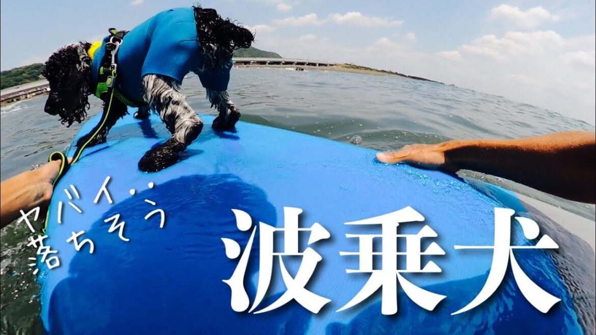 【ドッグサーフィン#13】波乗犬　イングリッシュコッカースパニエル「みみ」の気持ち