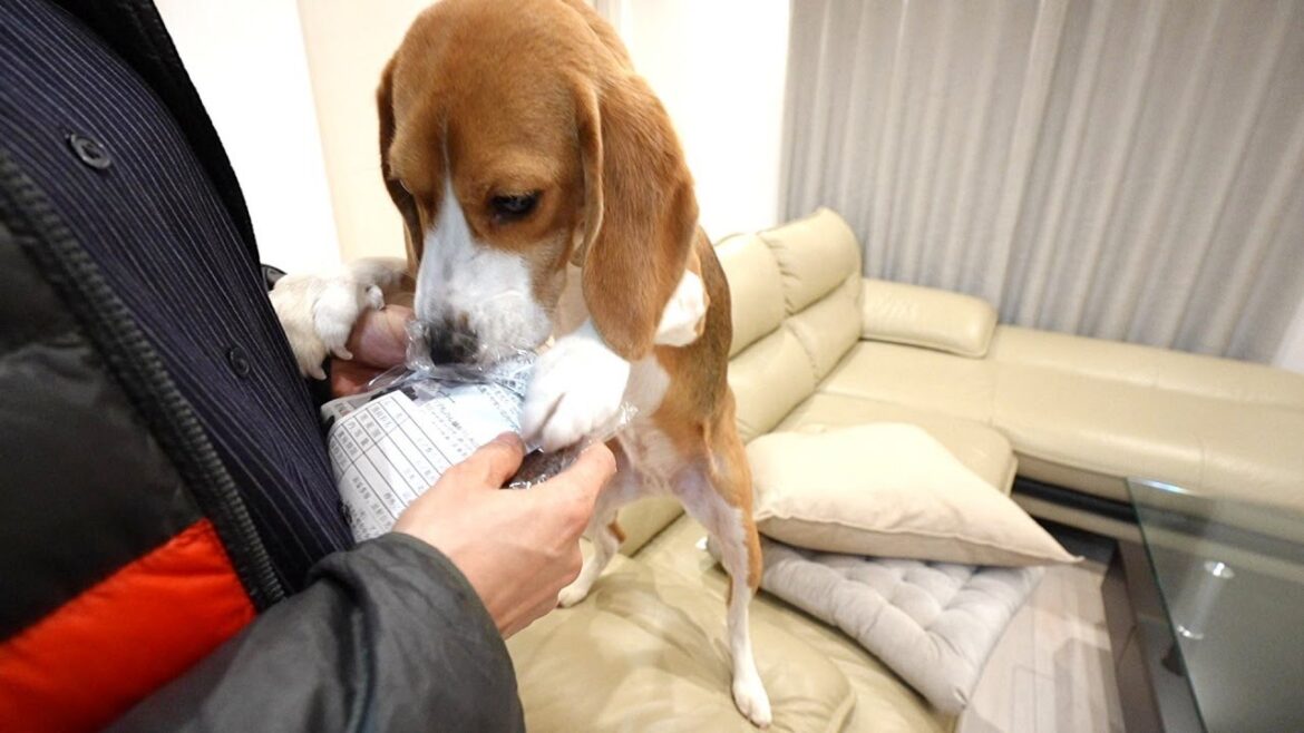 噂の鹿ジャーキーをあげたらビーグル犬の反応が面白かったｗ
