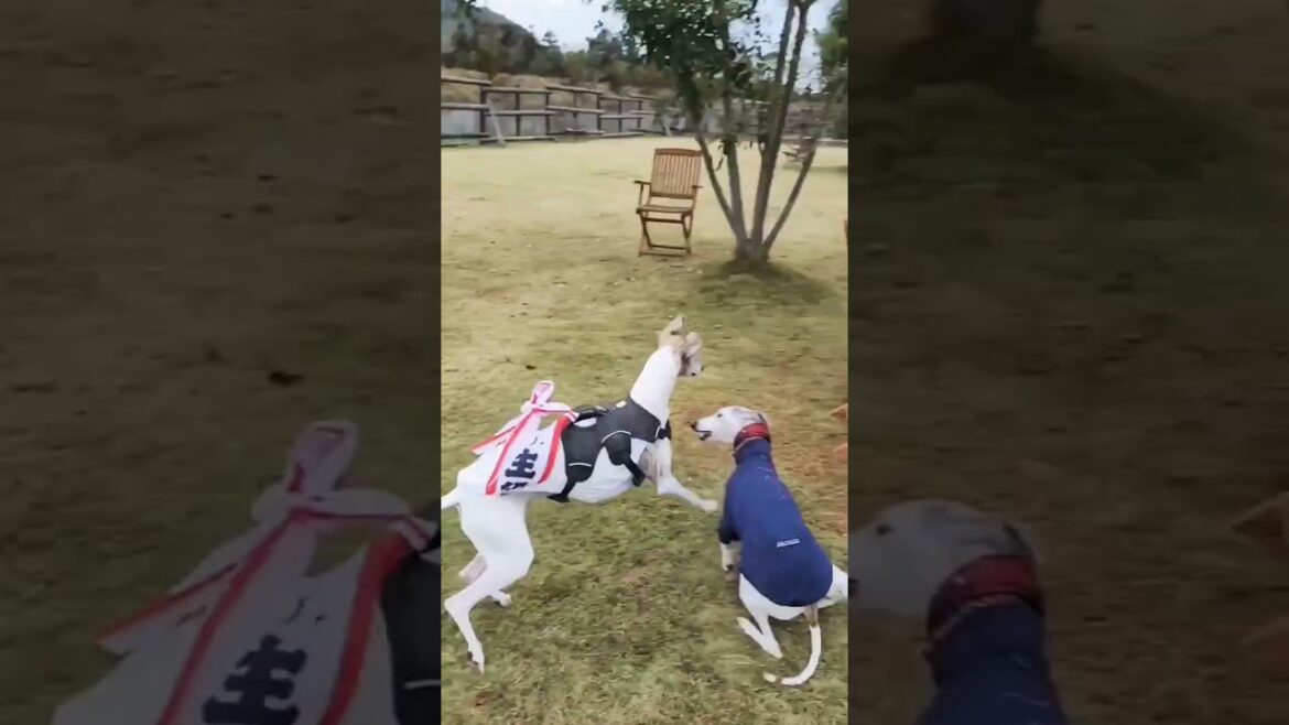 【自由な犬達と自由な人間達が自由に遊ぶ】Freedom Dogs. Freedom Humans.(福岡 ファームリゾート糸島 ウィペット ドッグラン whippet dogrun FUKUOKA)