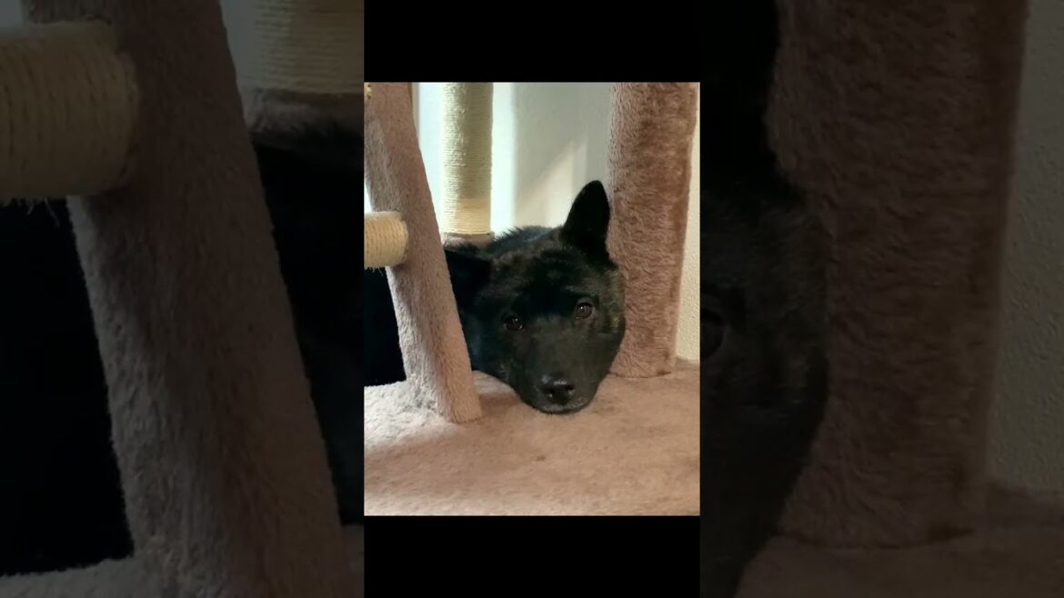 【甲斐犬】キャットタワーで遊んでた子犬が成長した結果…