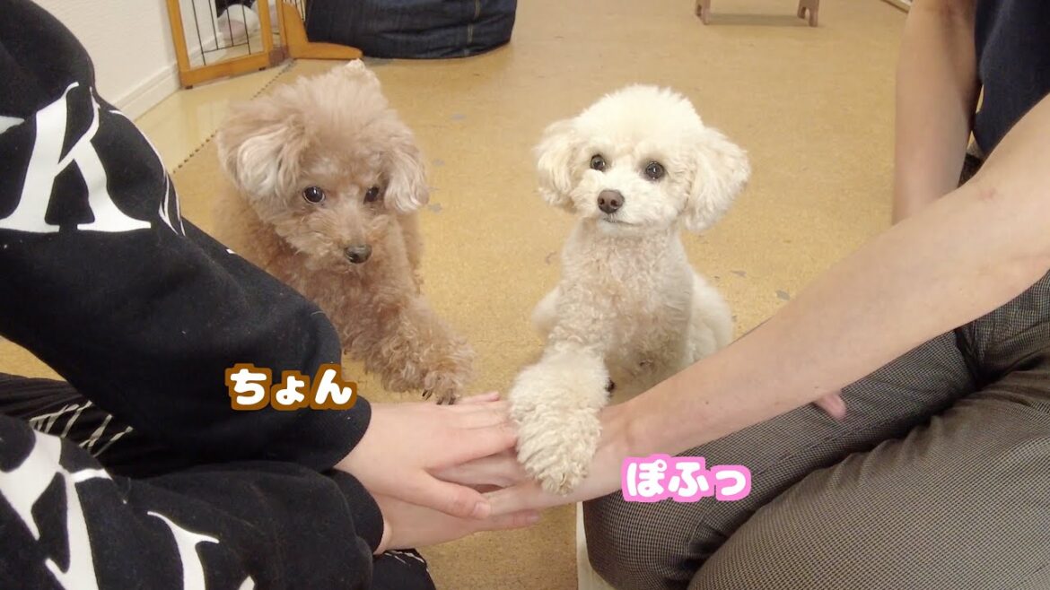 人間みたいに円陣に手を重ねるトイプードルが可愛い♪