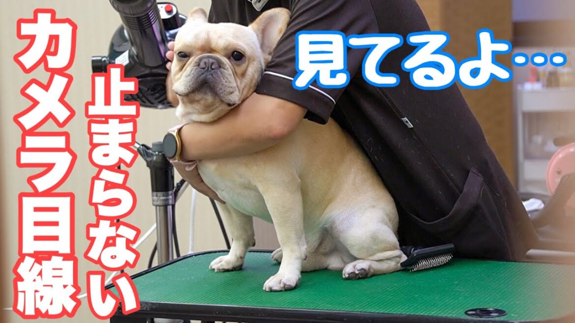 【ドッグサロン】ドライヤー中にチラ見が激しいフレンチブルドッグのルーク【Luke VLOG #118】