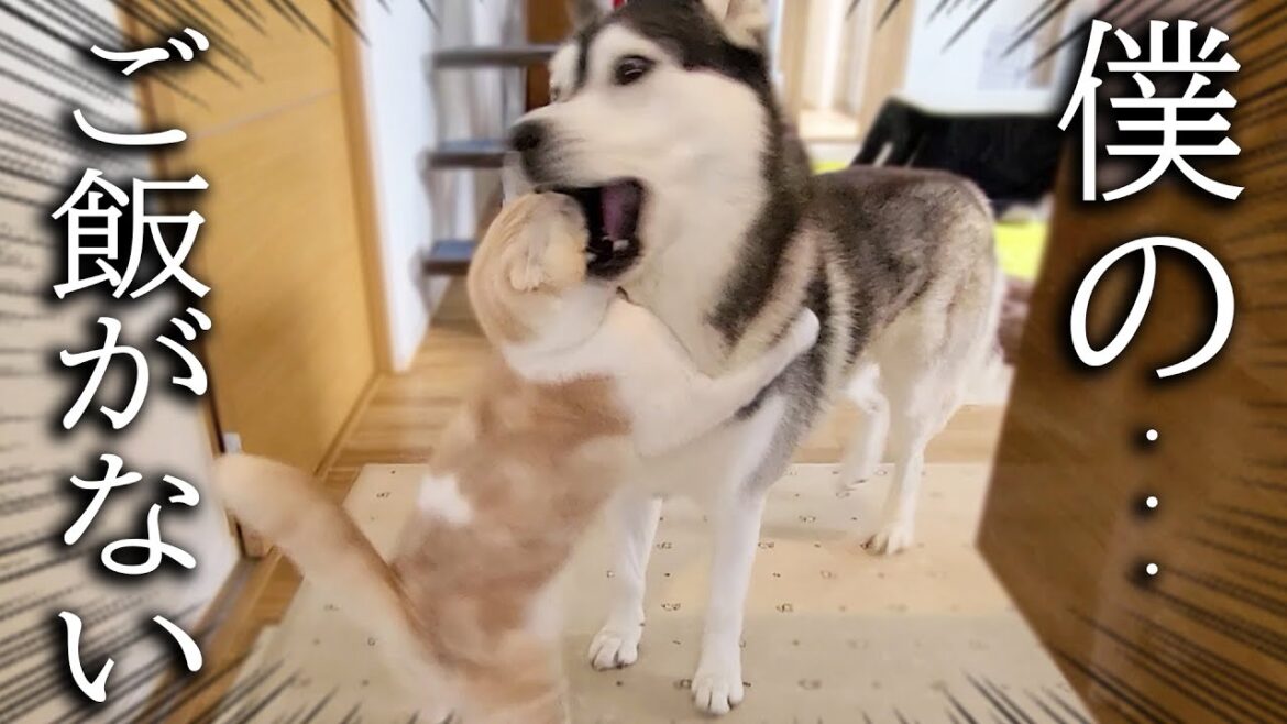 こっそり子猫のご飯を食べちゃって怒られたハスキー犬がこちら...