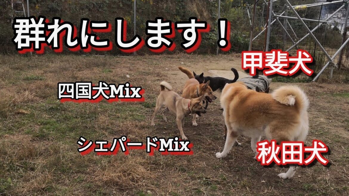 秋田犬･甲斐犬･四国犬Mix ･シェパードMix 群れにします！