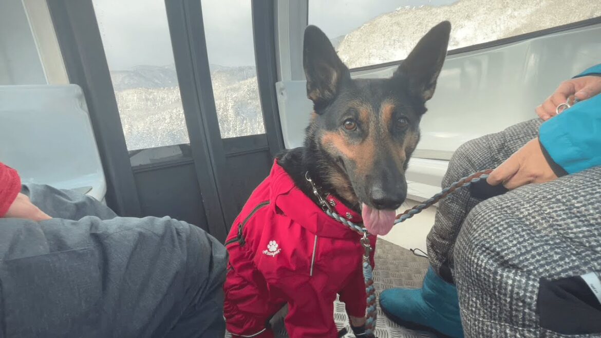 寒がりジャーマンシェパード、ゴンドラに乗ってスキー場へ行く! 寒がりジャーマンシェパード、ゴンドラに乗ってスキー場へ行く!