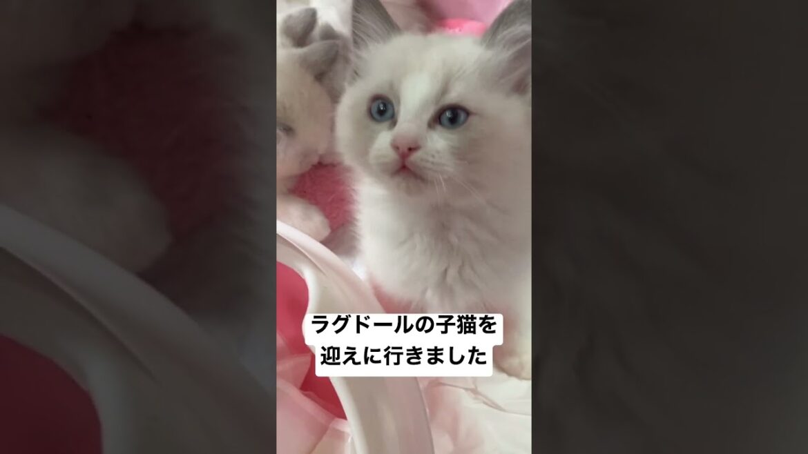 ラグドールの子ねこを迎えに行きました#shorts