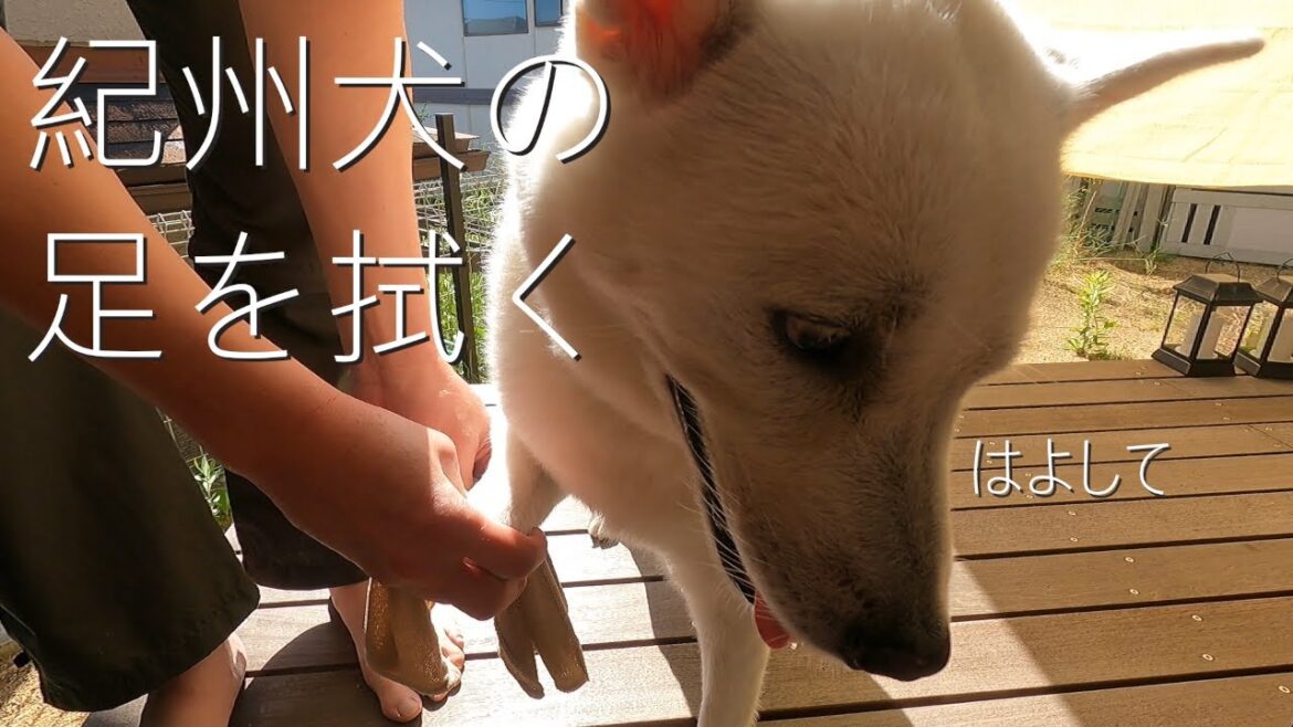 【第9回】紀州犬の足を拭く。