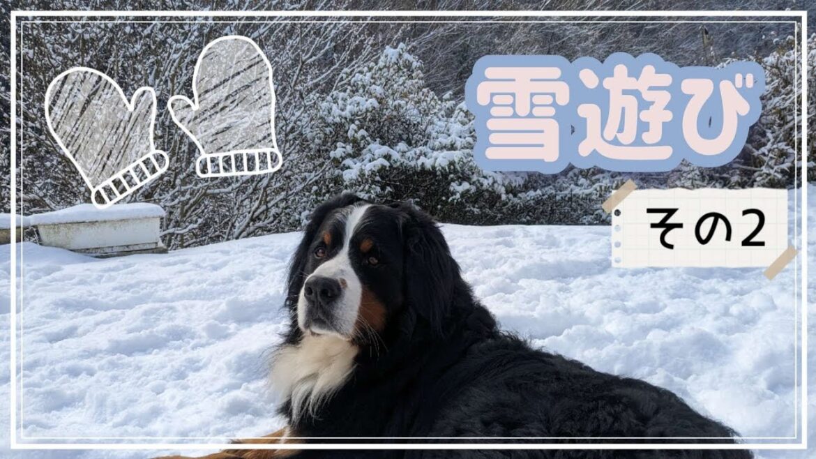 雪遊びするバーニーズマウンテンドッグ_その2