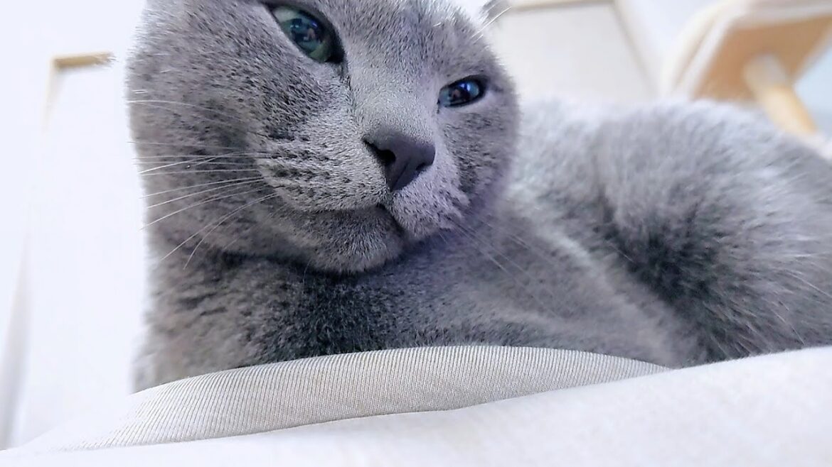 【猫動画】嫁から見たロシアンブルー【russianbule】Russian Blue seen from my wife 【猫動画】嫁から見たロシアンブルー【russianbule】Russian Blue seen from my wife