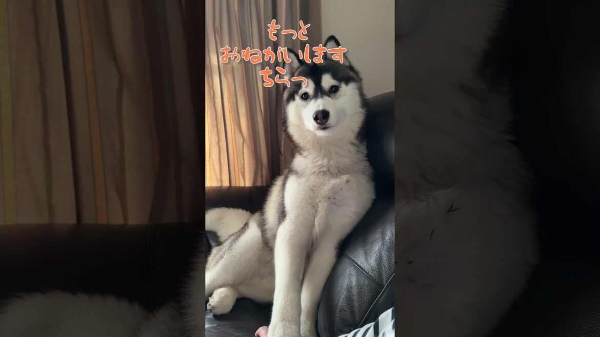 大量のチクチクを身に纏いながらもナデナデを要求してくる シベリアンハスキー #やまだ #shorts