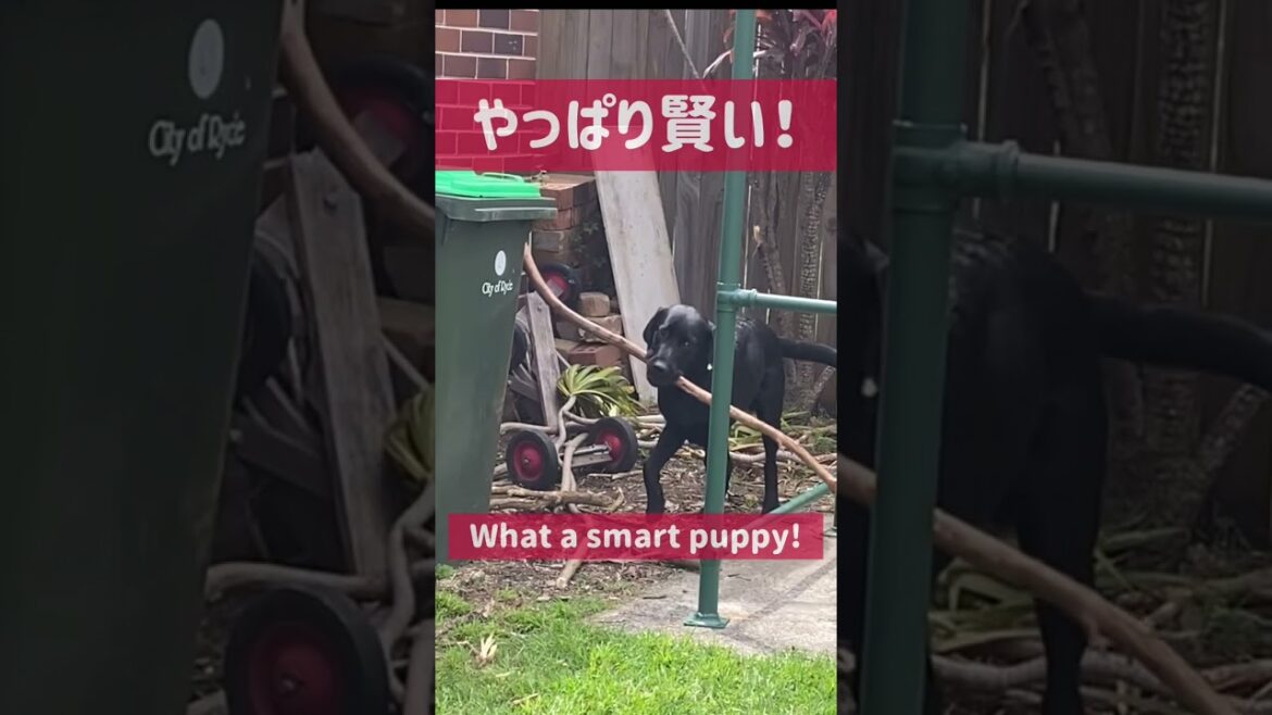 驚きの行動に注目！ラブラドールレトリバー子犬【黒ラブ】#shorts