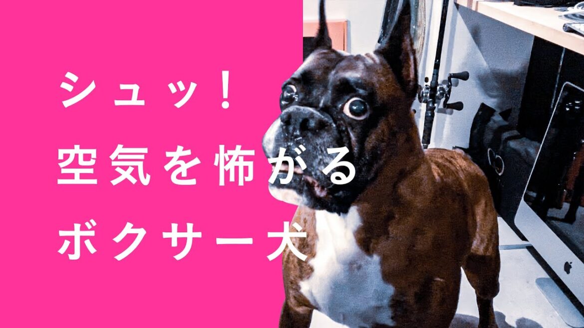 怒りのボクサー、空気を怖がる！？