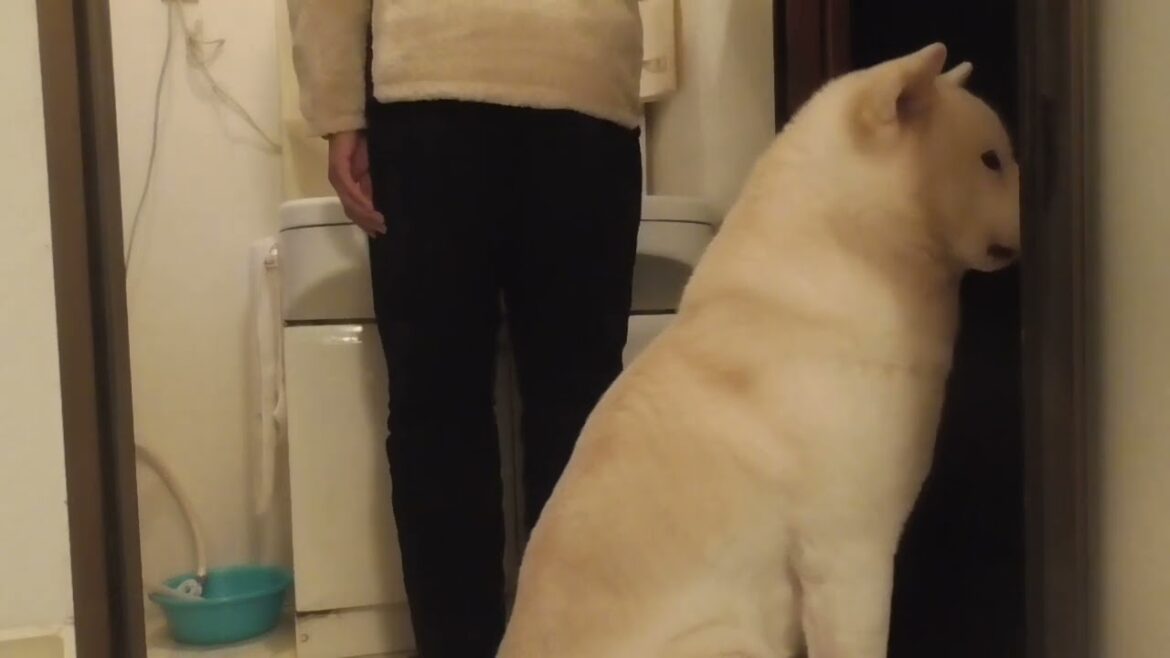 【秋田犬ゆうき】歯磨きするときも一緒？と言いつつも実は嬉しそうなので一緒にいてあげる【akita dog】