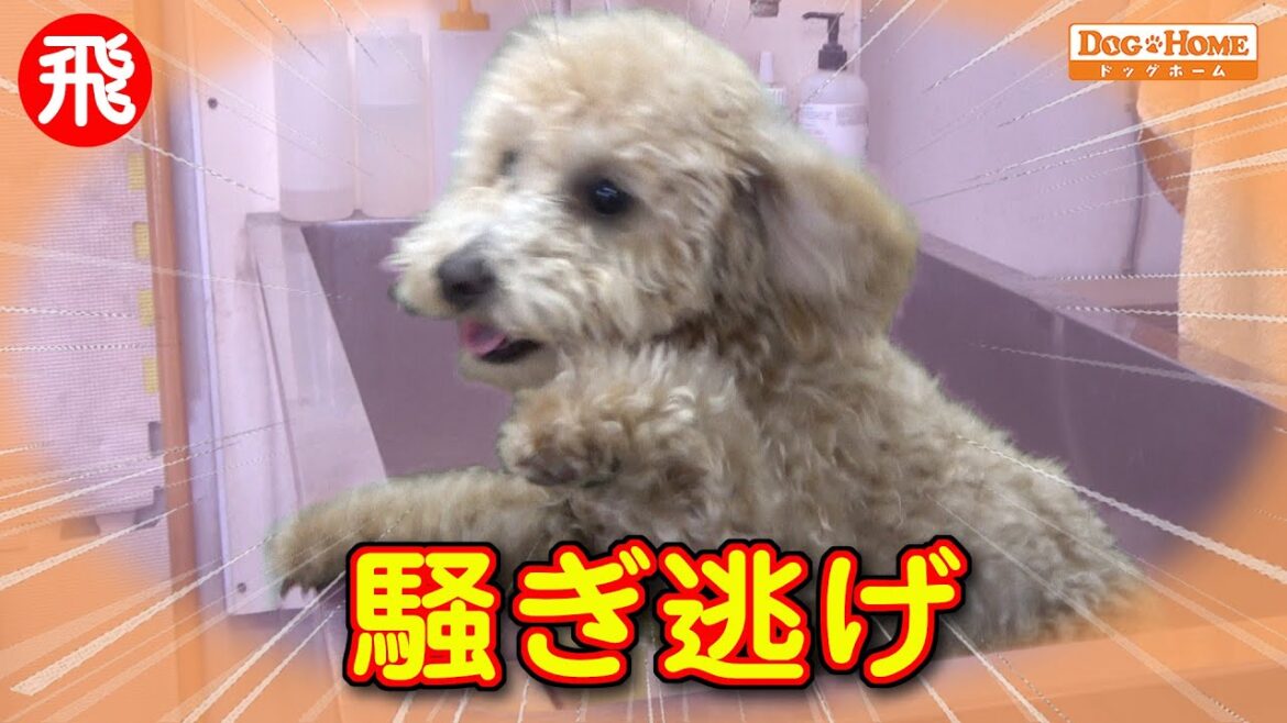２回目で慣れたのか？！大はしゃぎテンションアゲアゲ：飛び出して逃げそう。。。シッポ千切れないのか？【トイプードルのプリンちゃんカット編】୧∵トリミング サロン DOG HOME ドッグホーム∵୨