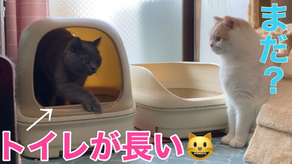 ブリティッシュショートヘアぶりくんのトイレ問題！【ブリティッシュショートヘア、スコティッシュフォールド、ペルシャ】Britishshorthair