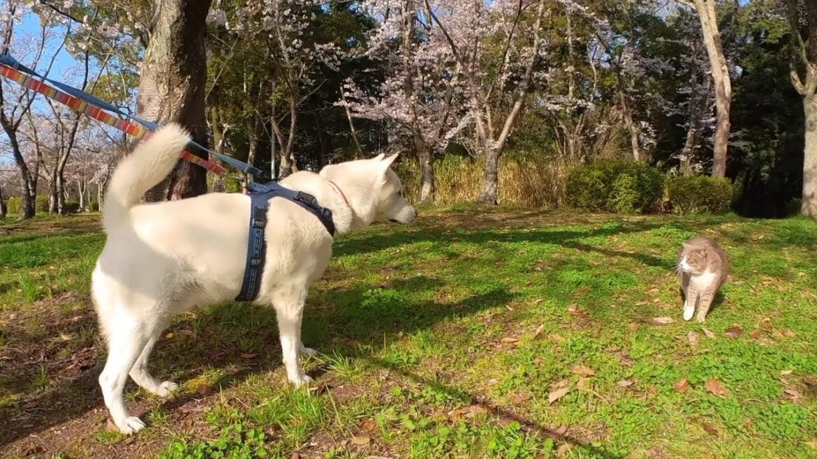 【第22回】桜 時々 紀州犬。 【第22回】桜 時々 紀州犬。