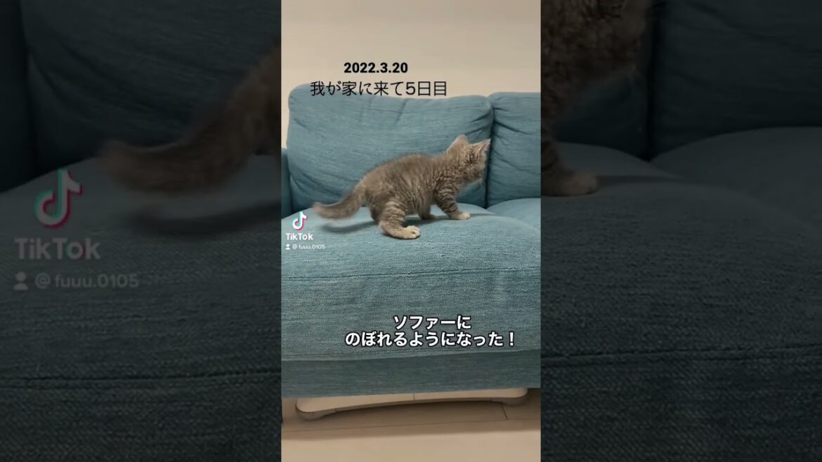 ソファにのぼれるようになったこねこ #スコティッシュフォールド #猫好き #ねこのいる暮らし