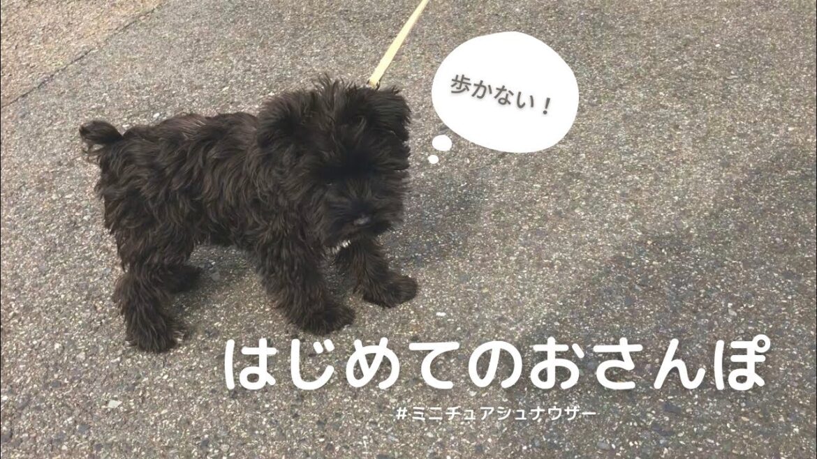 【仔犬】はじめてのおさんぽ | ミニチュアシュナウザー