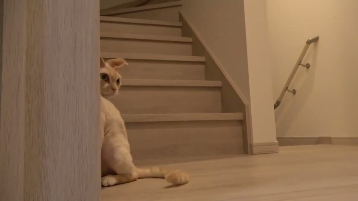 猫じゃらしの柄の方が好きな不思議なデボン猫です。