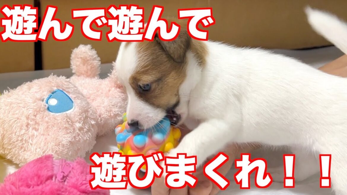【ジャックラッセルテリア】子犬ちゃんとおもちゃ遊び！！動物癒し動画「にくきゅう」