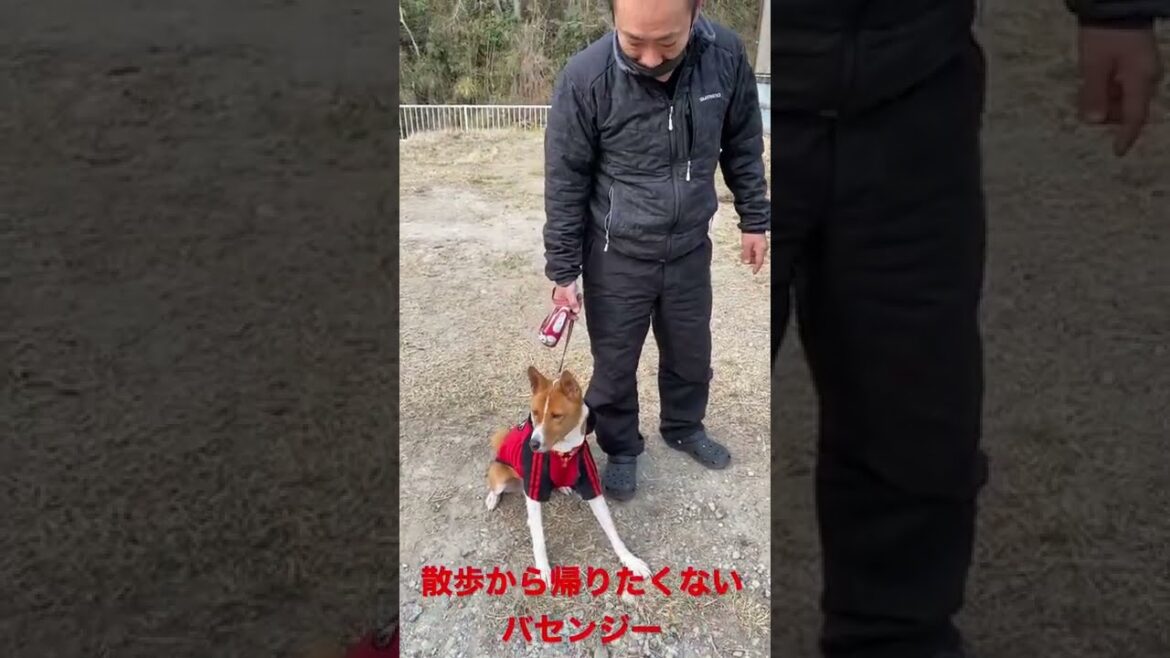 散歩から帰りたくないバセンジーに困り果てるオッサン #shorts