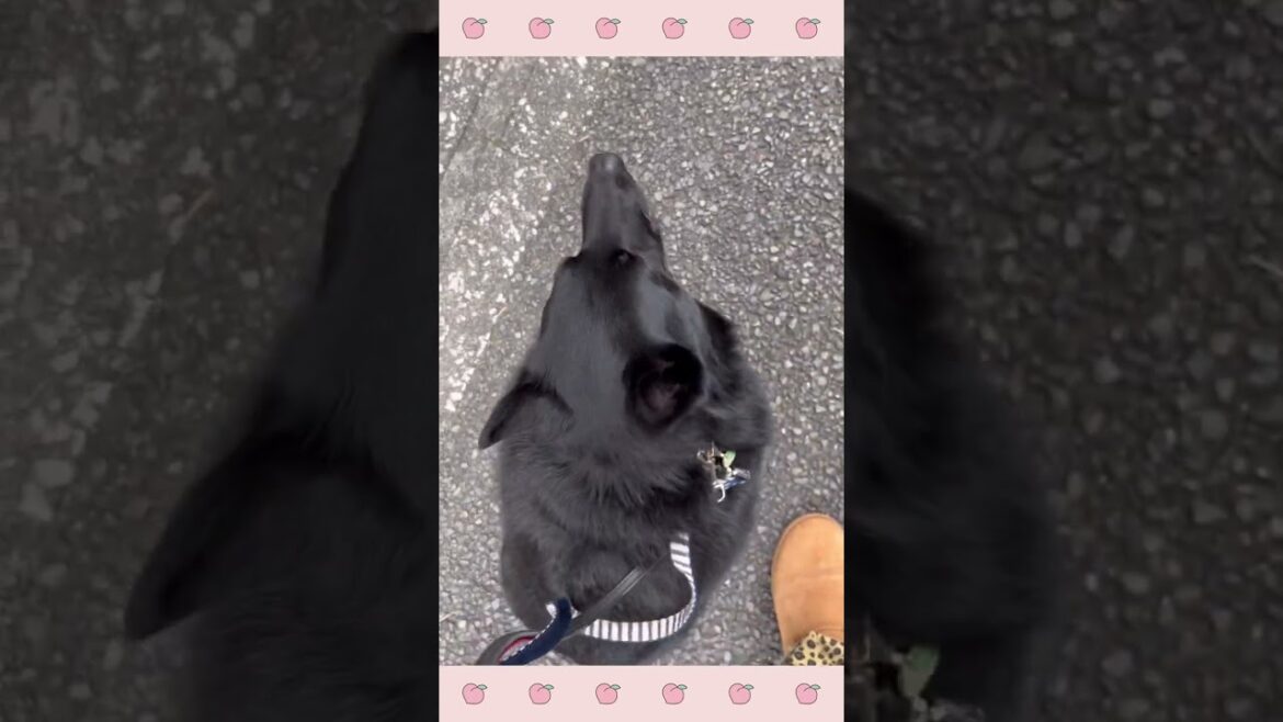 犬のようちえん・ほいくえん・スキッパーキ・散歩#犬のしつけ#shorts