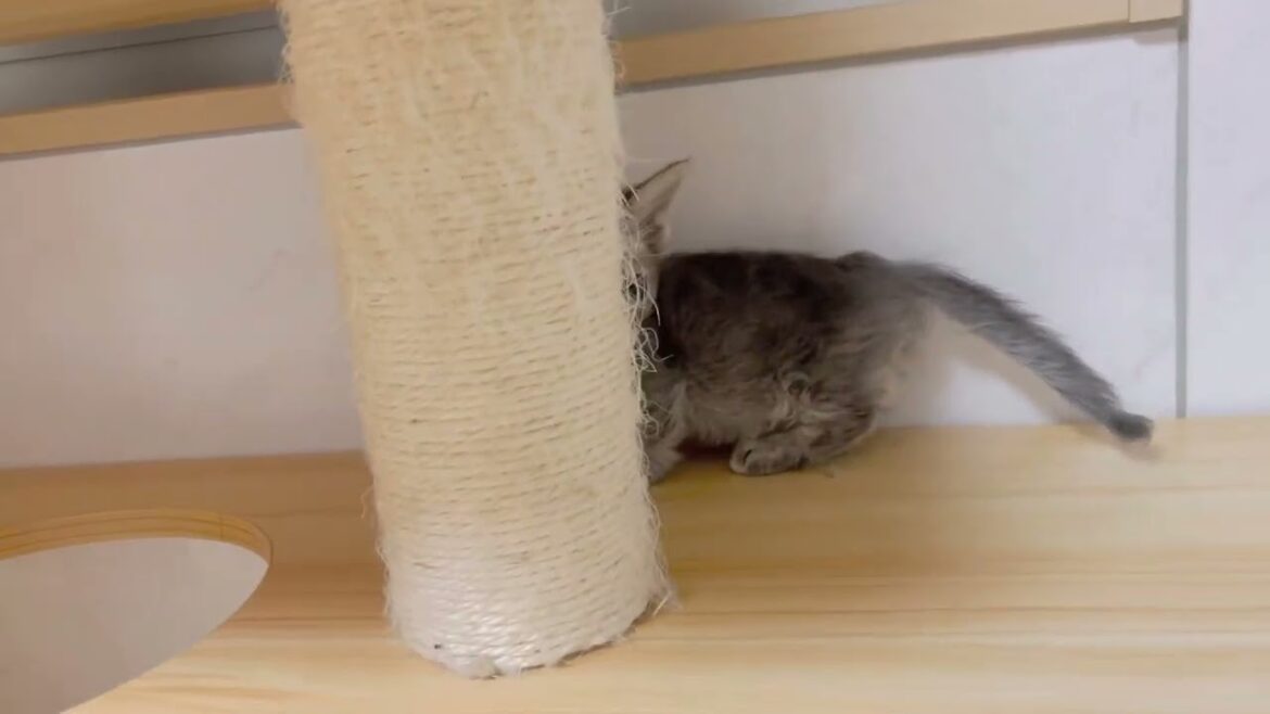 スクーカム♂