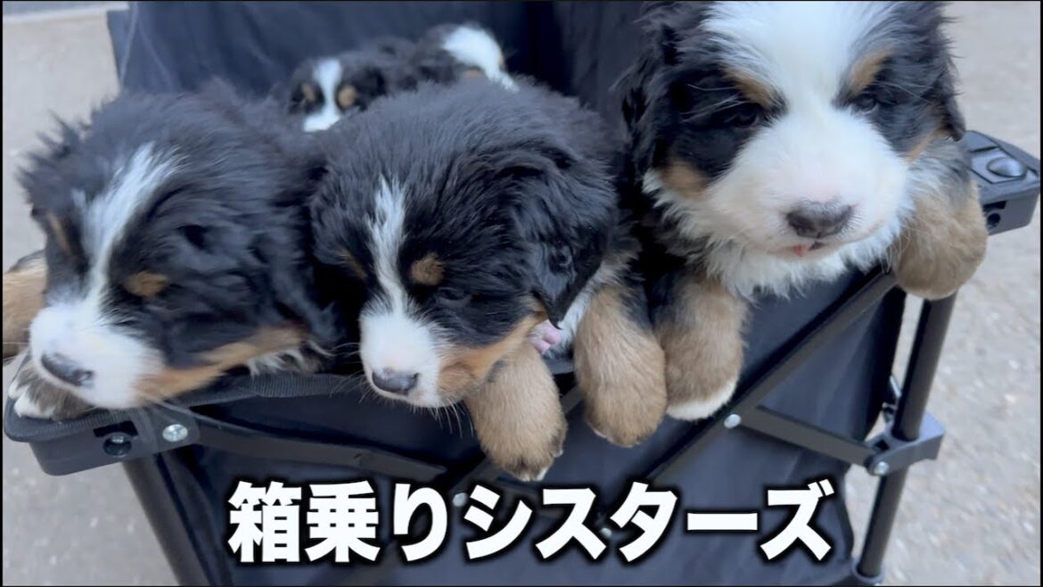 初めての♪お出かけ！