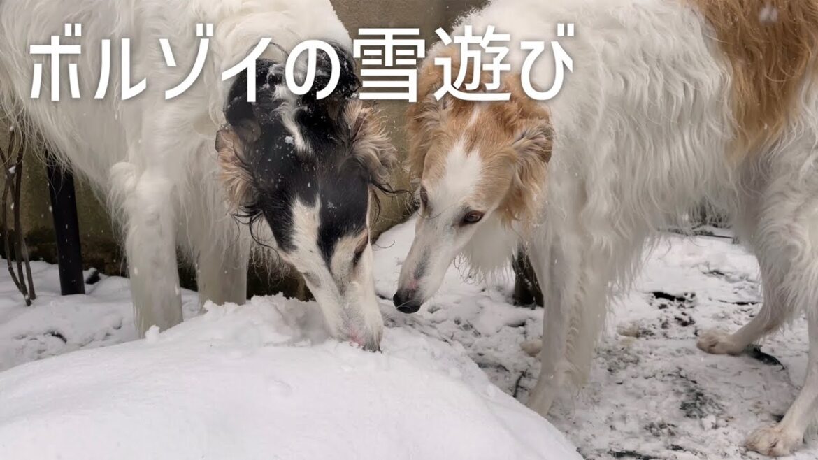 【雪遊び】今年も大好きな雪のシーズンがやってきた！