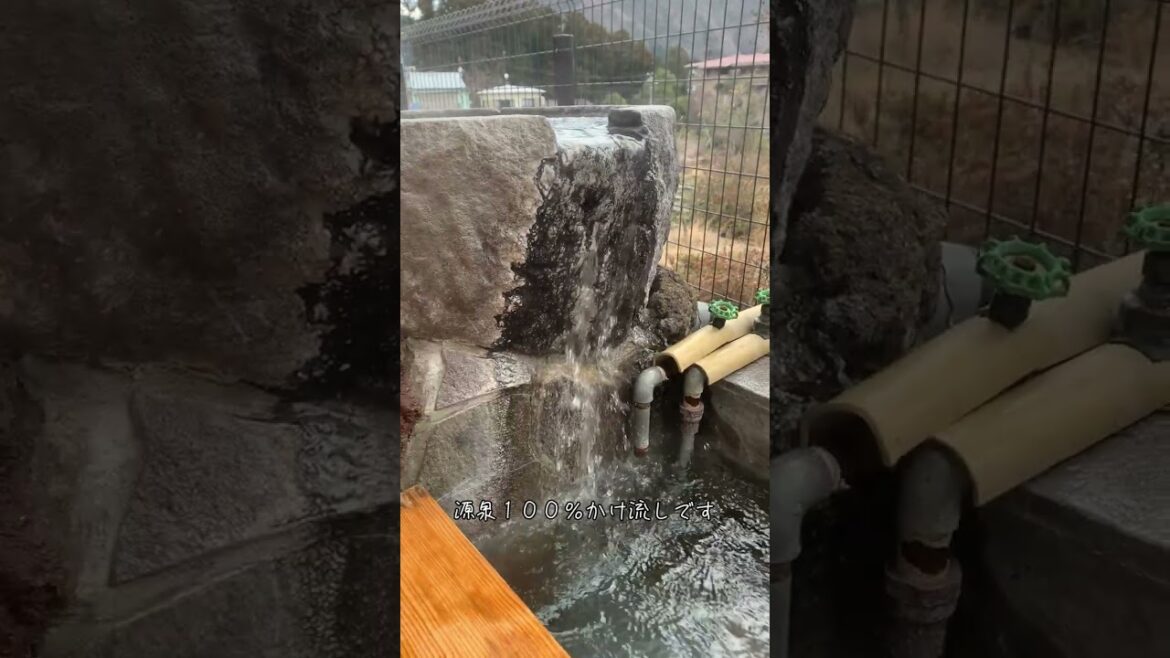 犬連れ箱根旅行 ほっこり足湯  いい湯だな 箱根の森足湯【日本スピッツ】 #shorts