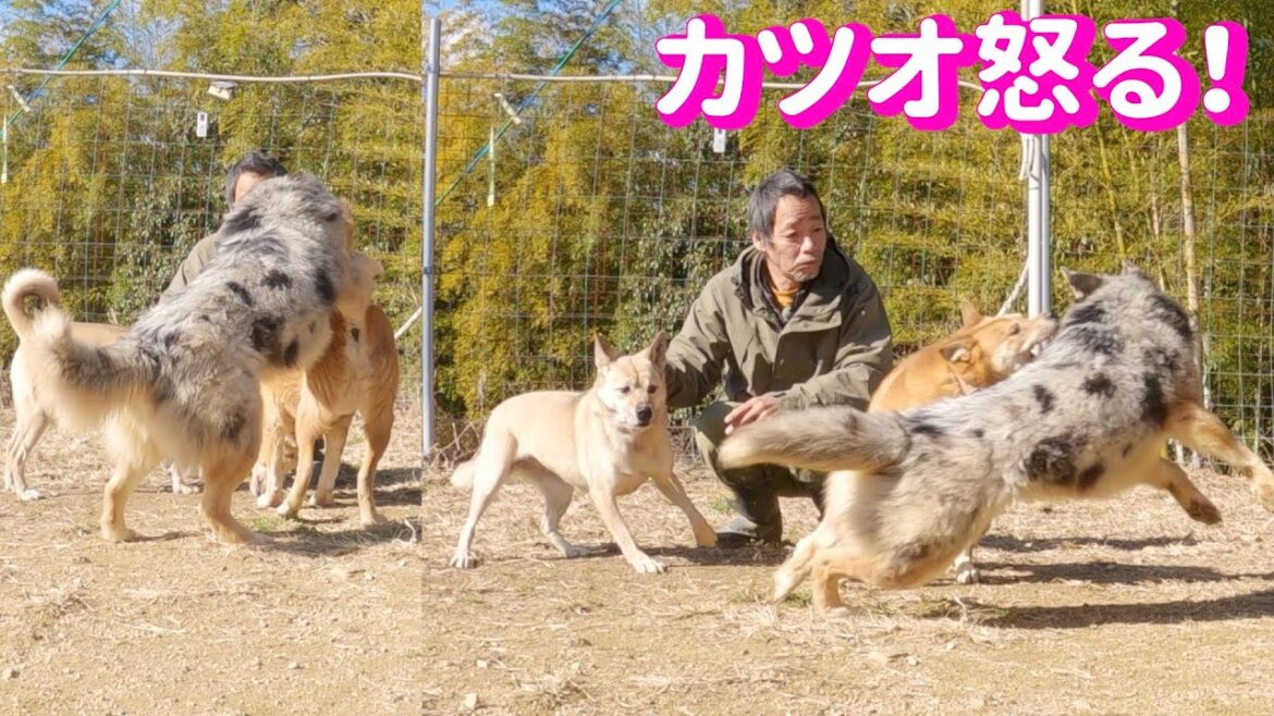 オーストラリアンシェパードMixシュンくんがマウント⁉️ヤンチャになってきたのか？