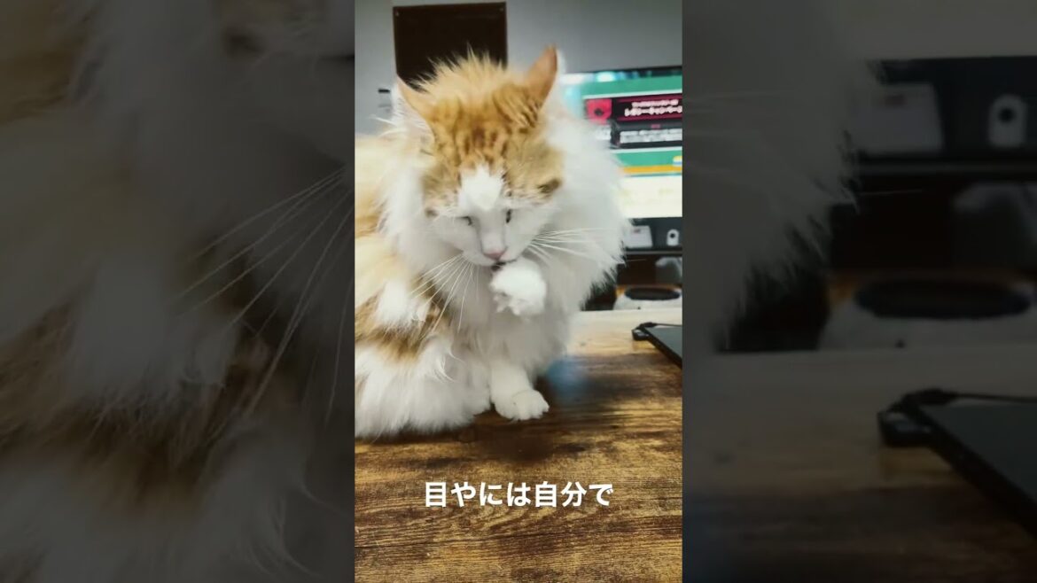 ノルウェージャンと暮らす☺️〜Living with a Norwegian Forest Cat☺️〜 ノルウェージャンと暮らす☺️〜Living with a Norwegian Forest Cat☺️〜