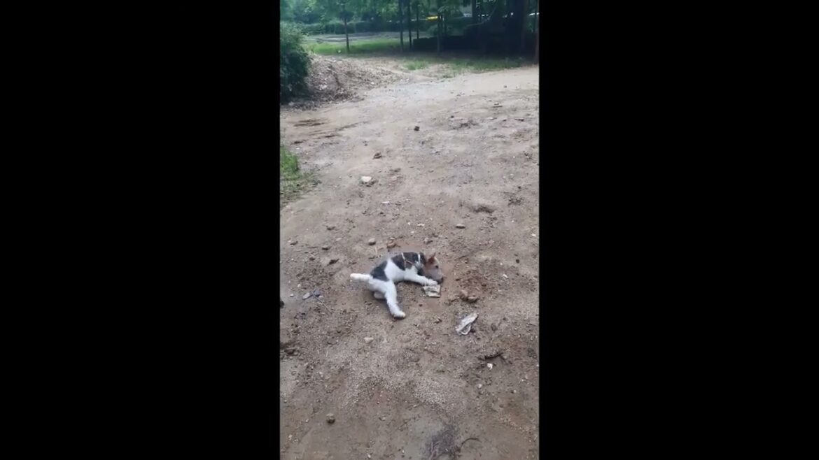 뒹굴기 달견 탄생기🐶😂 #shorts #wirefoxterrier #와이어폭스테리어