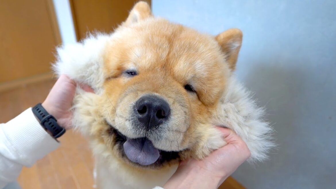 チャウチャウ犬のほっぺはヤバい