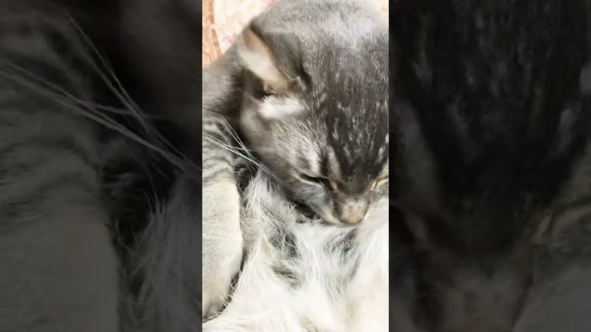 [#猫 ]お兄さんお腹丸出しです[#アメリカンカール ]