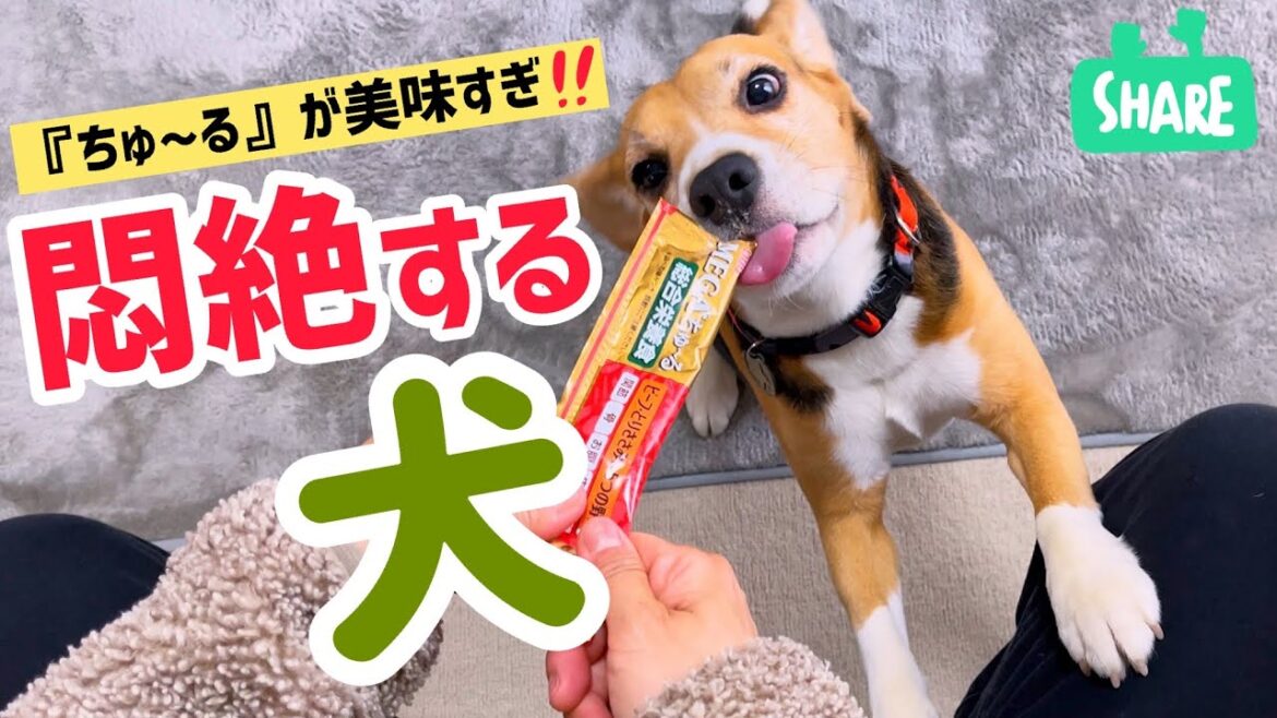 ビーグル犬　美味しすぎるおやつを前にして待っていられる!?