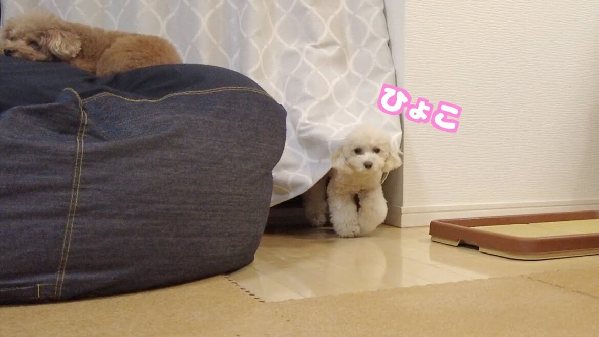 隠れんぼは絶対したい2歳妹犬の可愛いナイトルーティーン！