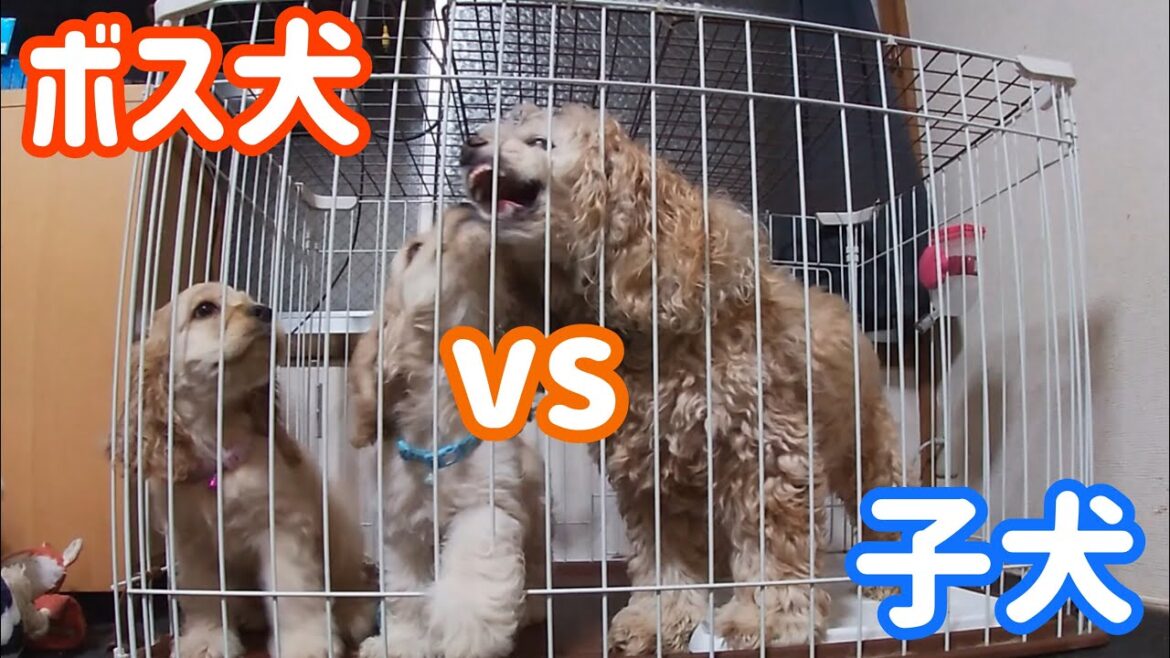 キレるけどすぐに優しくなるボス犬、アメリカンコッカースパニエル