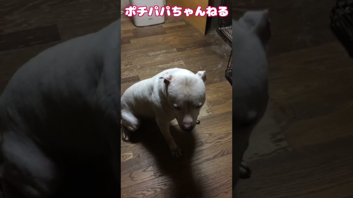 【ポチパパ】相棒犬アメリカン・スタッフォード・シャーテリア　ポチ　#Shorts