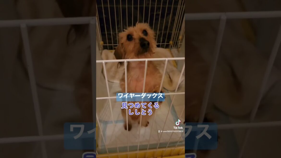 🐶ワイヤーダックス「ししとう」　dachshund