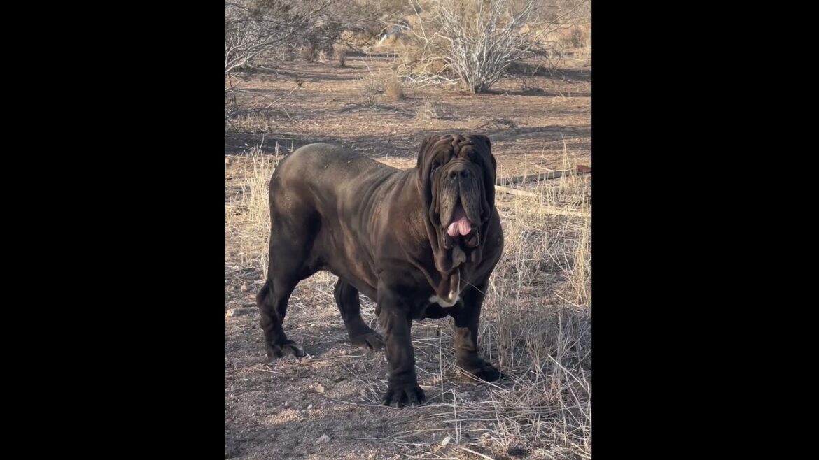 The Baddest Female Neapolitan Mastiff Envy