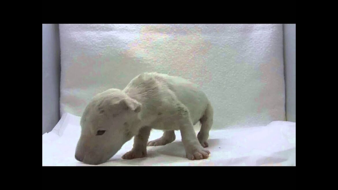 ミニチュアブルテリアの子犬08