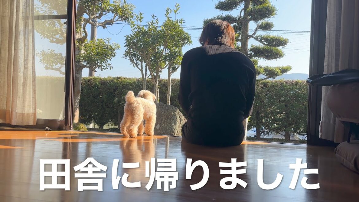 トイプードルを連れて田舎に帰省しました