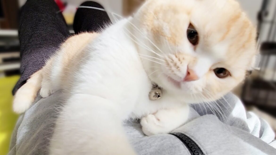 カーペットを新しくしたら気持ち良過ぎて子猫と犬達がこうなった...