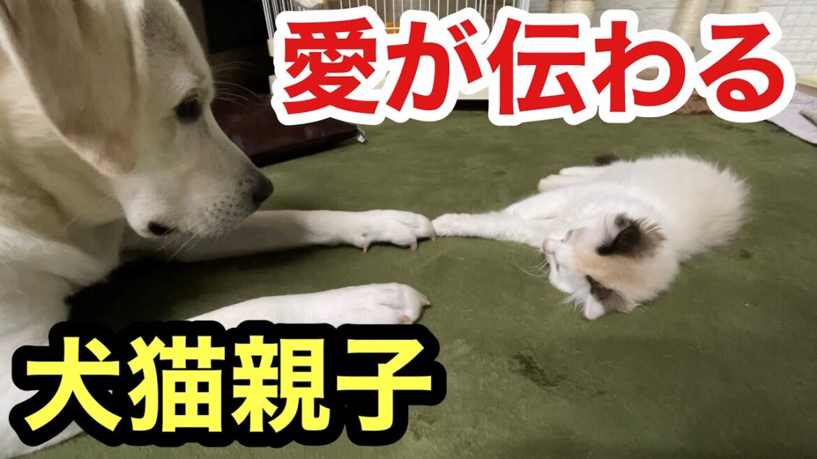 子猫を我が子のように愛する犬のラブラドールレトリバー