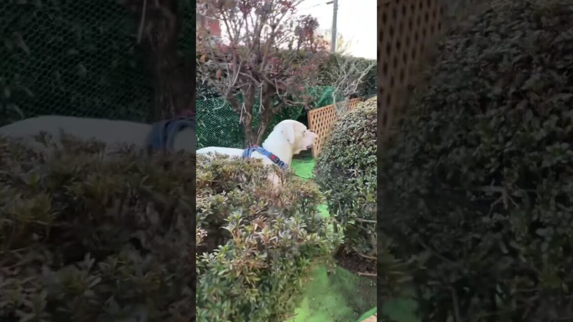今日のイタズラ🐶ゴールデンレトリバー　ボクサー犬 #shorts