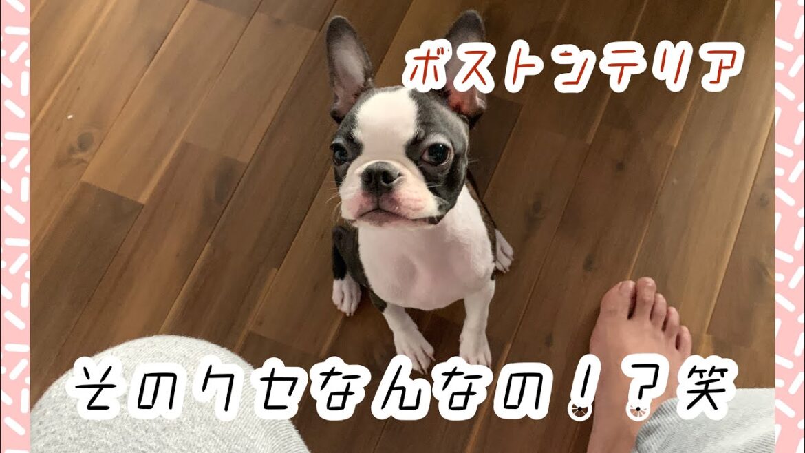 ボストンテリア犬のクセがかわいい！うちのグリちゃん【いぬと暮らす生活】